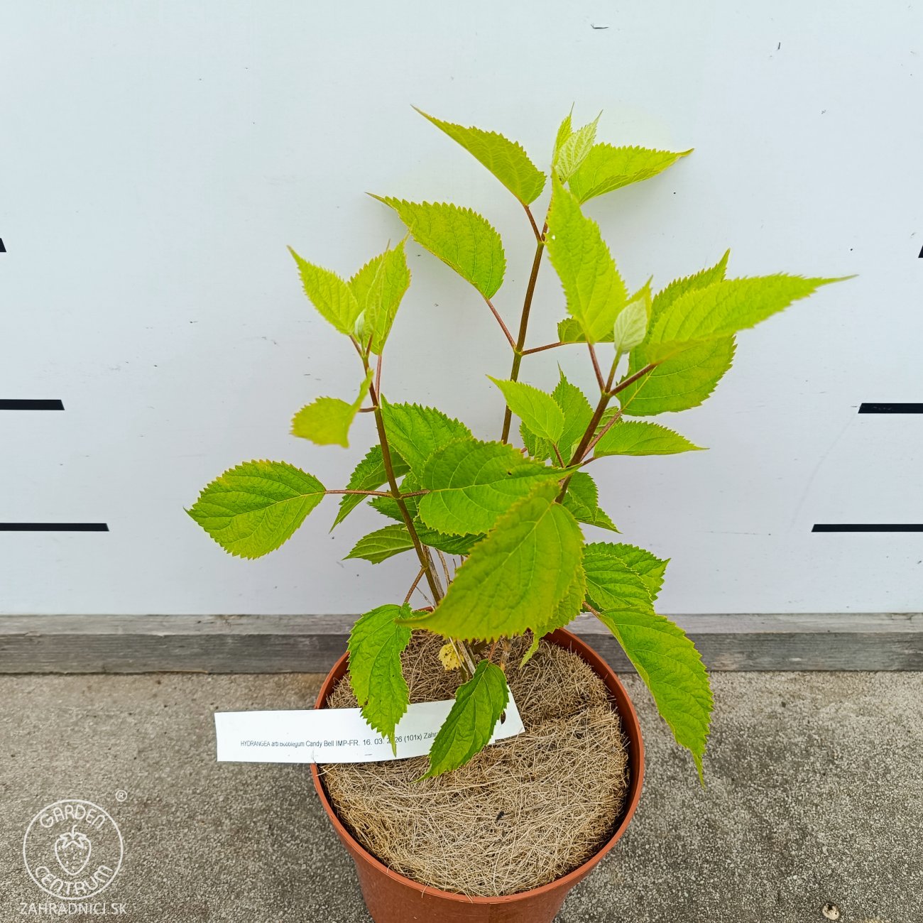 Obrázok Hortenzia stromčekovitá (Hydrangea arborescens) ´CANDYBELLE® MARSMALLOW´ - výška 30-50 cm, kont. C2L